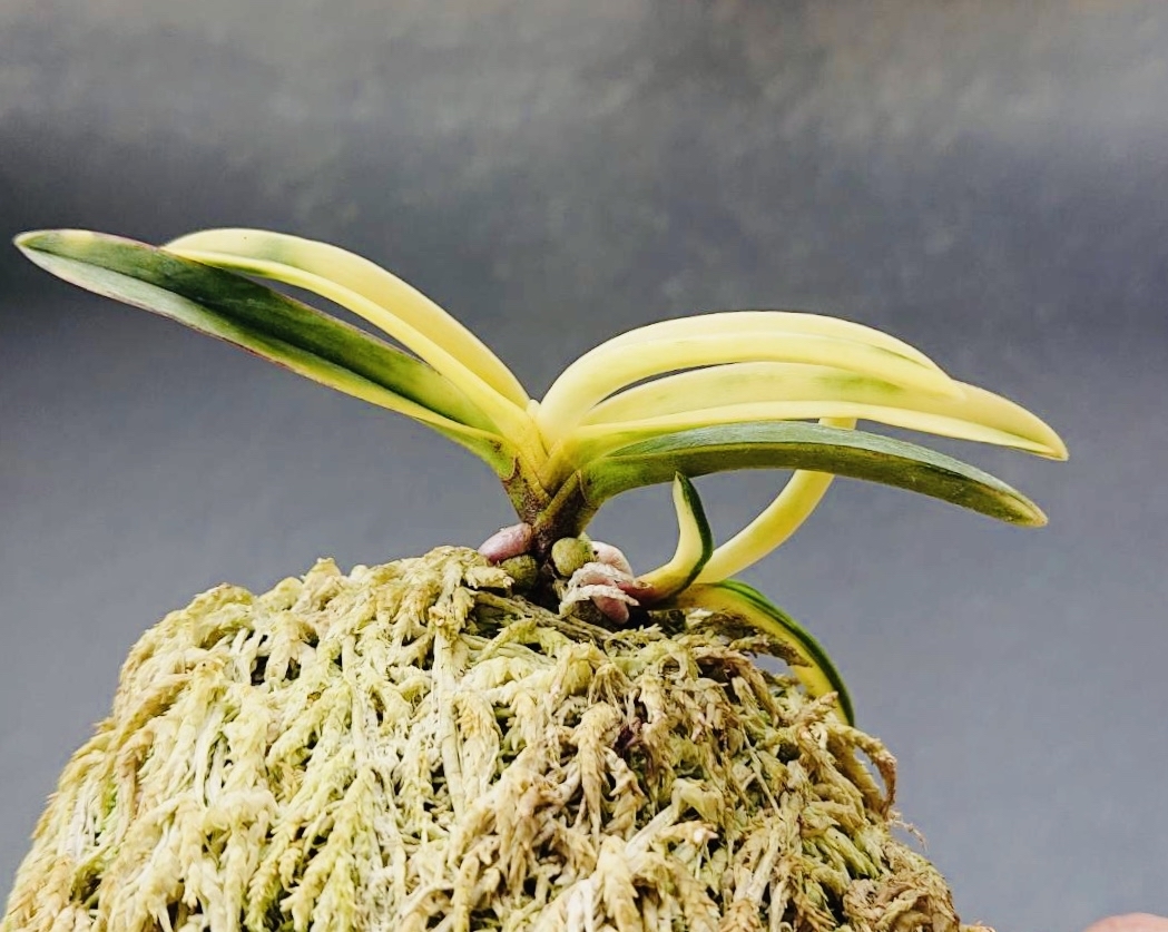 粋狂の極 : □ サムライ オーキッド □ 富貴蘭 セレクトショップ MAIL