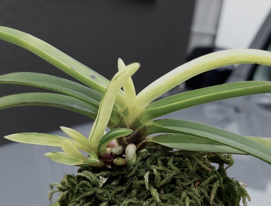 粋狂の極 : □ サムライ オーキッド □ 富貴蘭 セレクトショップ MAIL