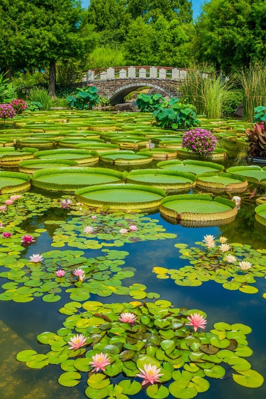 水生植物公園みずの森 弥生の森歴史公園 睡蓮 鏡花水月 水生植物公園みずの森 弥生の森歴史公園 睡蓮 鏡花水月