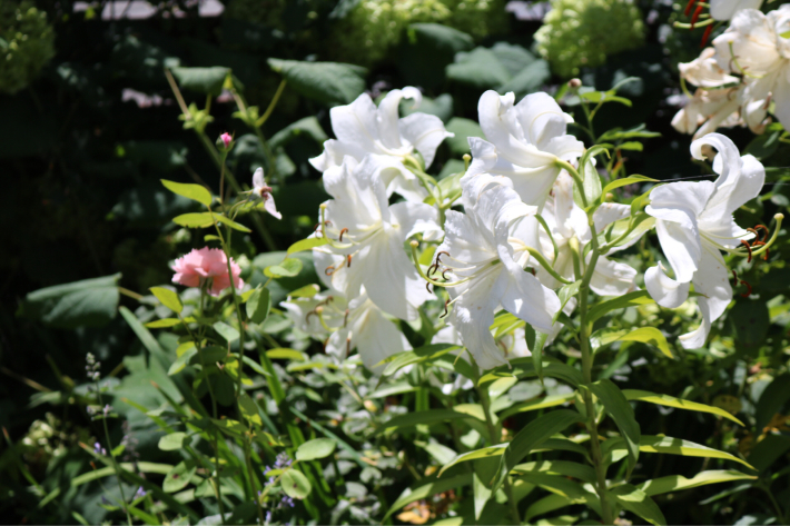カサブランカ My Small Garden Sugar Plum