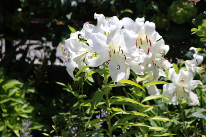 カサブランカ My Small Garden Sugar Plum