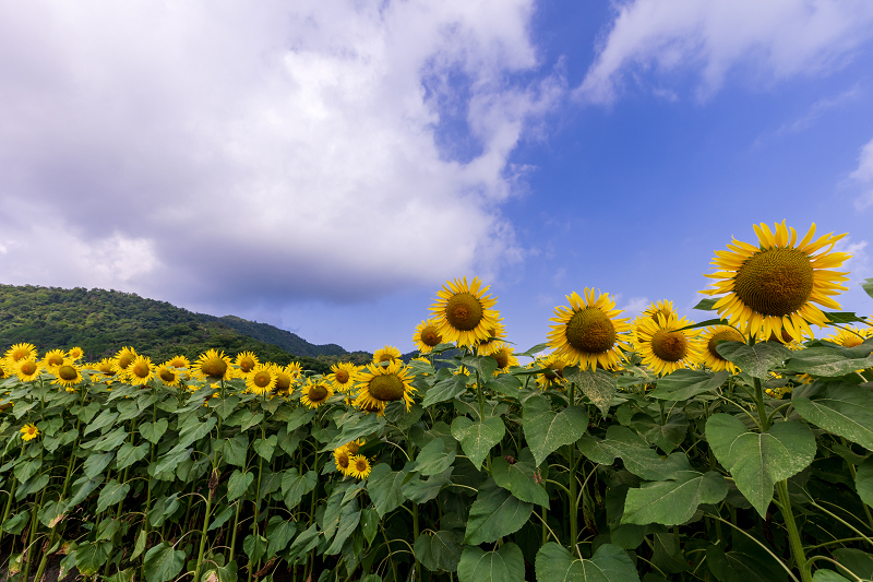 2021夏の花畑　ひまわり畑（近江八幡市）_f0155048_23551211.jpg