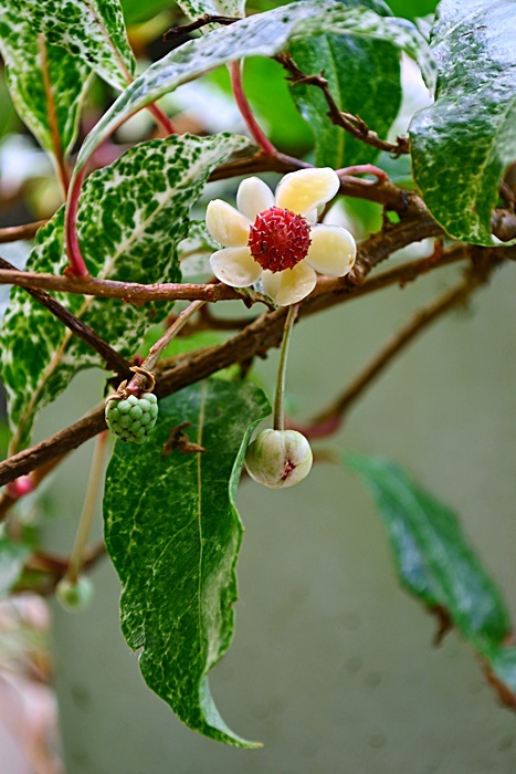 山野草木サネカズラ科斑入りビナンカズラ2鉢 限定製作 山野草木サネカズラ科斑入りビナンカズラ2鉢 限定製作