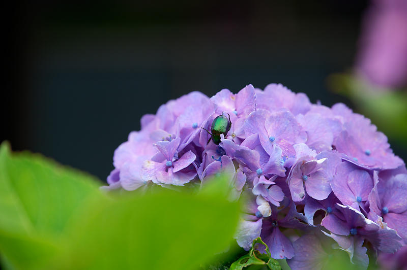 岡田の紫陽花とアマガエル_f0032011_19160018.jpg