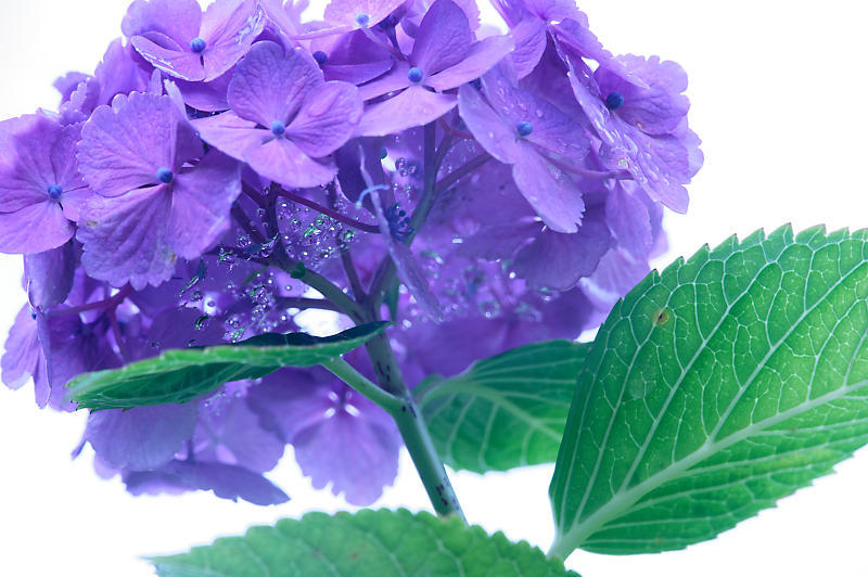 岡田の紫陽花とアマガエル_f0032011_19160152.jpg