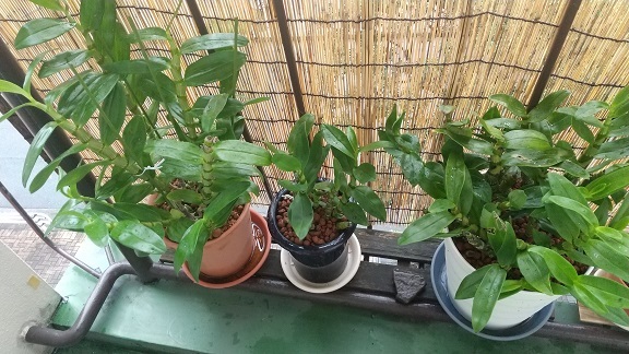 デンドロビウムの植え替え 大野英子 南の魚座 福岡短歌日乗