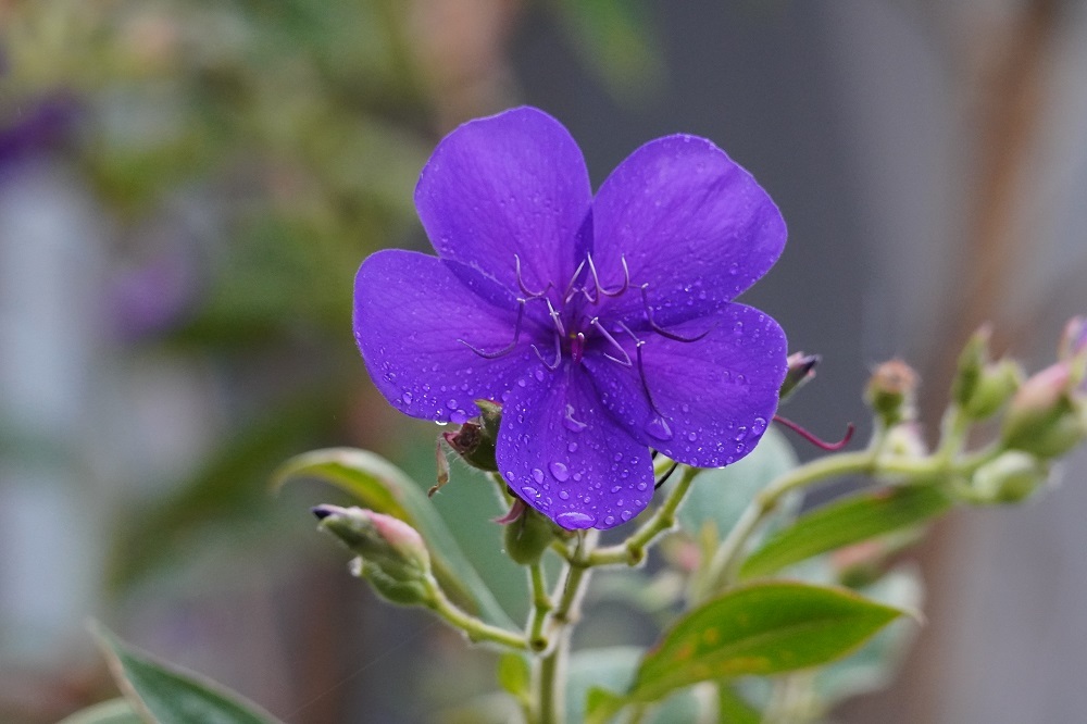 シコンノボタン 我が家の花たち