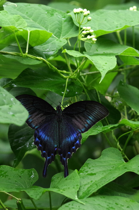 北海道の蝶 完本 北海道蝶類図鑑 完本 北海道蝶類図鑑