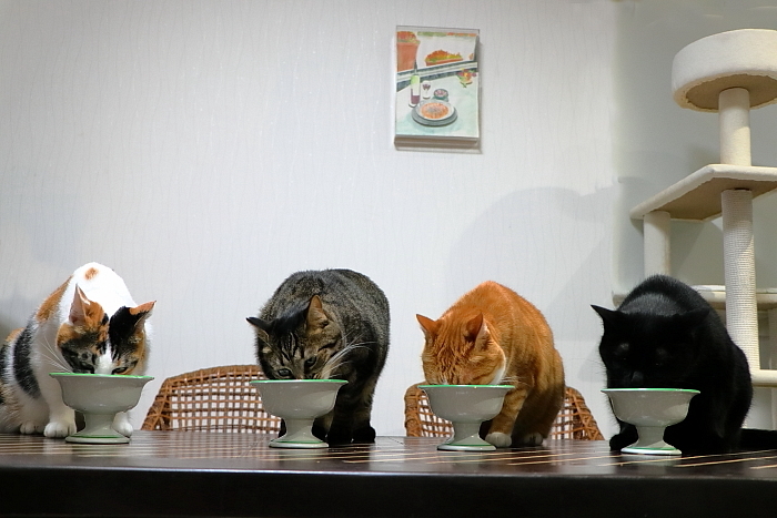 ちいさな猫のメロディー♪_f0083400_21081952.jpg