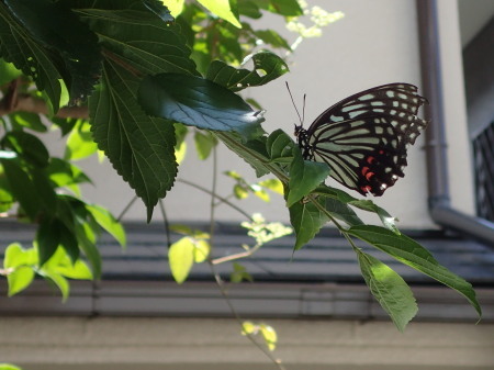 2021年8月 拙宅の昆虫観察_c0353632_14231254.jpg