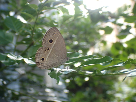 2021年8月 拙宅の昆虫観察_c0353632_14294156.jpg