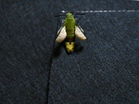 2021年8月 拙宅の昆虫観察_c0353632_15044248.jpg