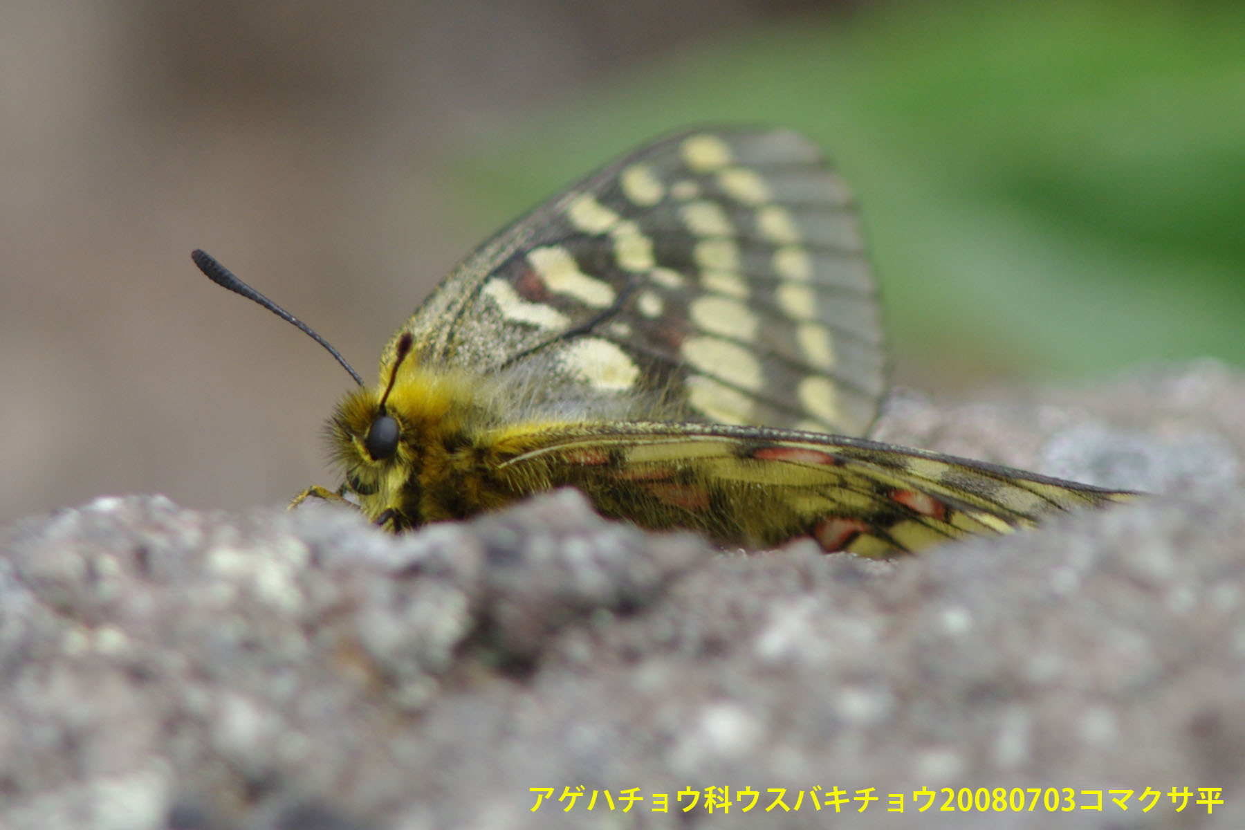 ８月の北海道04 北海道の蝶 還暦からのネイチャーフォト