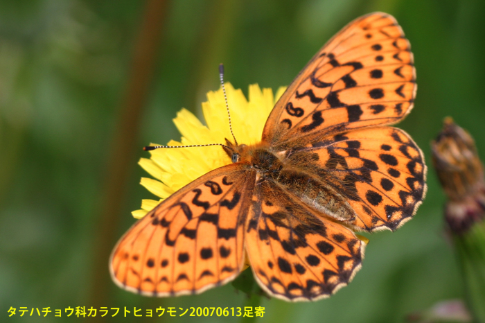 北海道南部の蝶(中嶋康二 編) / 南陽堂書店 / 古本、中古本、古