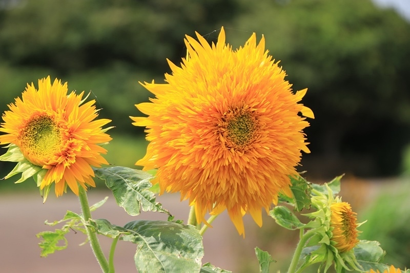 八重咲きのヒマワリ Happy Cafe Vol 2