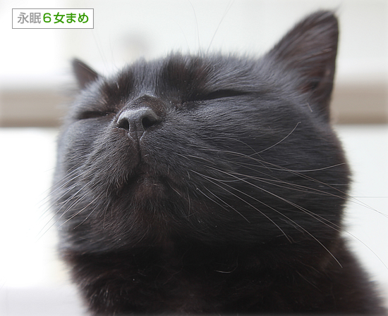 まめメモリアル_a0389088_18232026.jpg