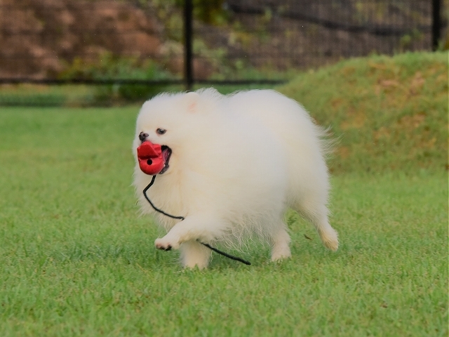 証拠画像 ※閲覧注意_d0360206_20230020.jpg