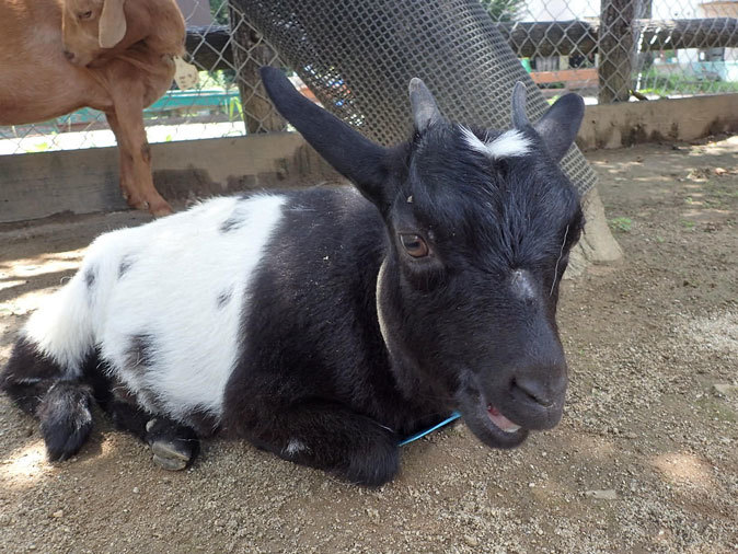 天然石ターコイズ goat sisters 山羊の姉妹 | www.godawaripowerispat.com