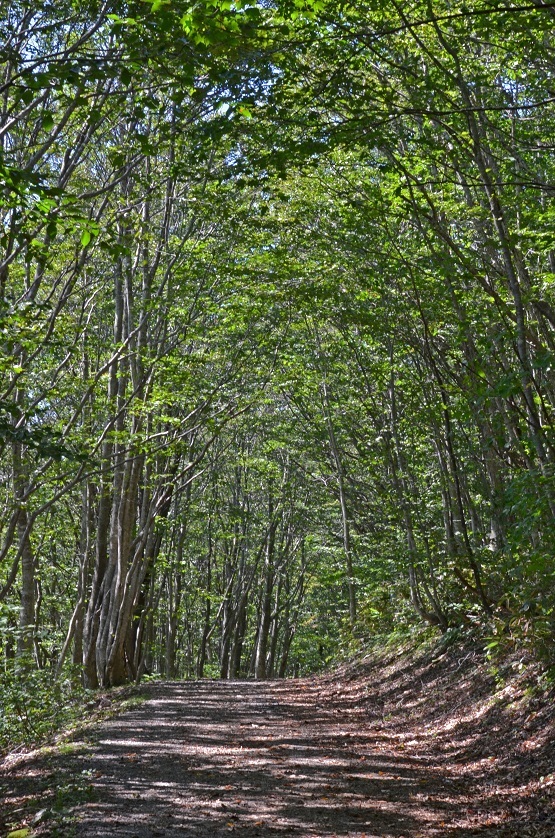 夏の終わりに世界谷地に咲く花 栗駒山の里だより