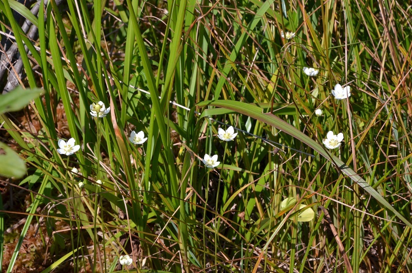 夏の終わりに世界谷地に咲く花 栗駒山の里だより