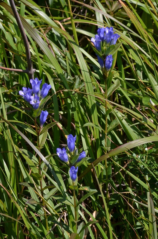 夏の終わりに世界谷地に咲く花 栗駒山の里だより