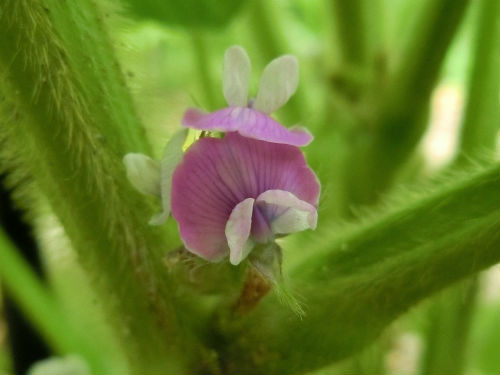 黒大豆の花 心はいつも青春