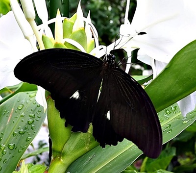 モッコウバラの剪定と「昆虫すごいぜ」_f0129726_19565826.jpg
