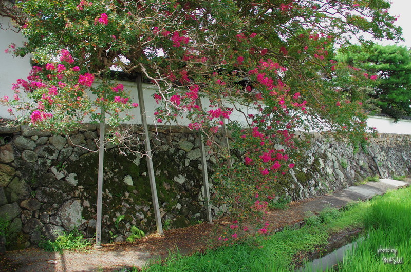 葛城市染野 石光寺百日紅 ぶらり記録 2 奈良 大阪