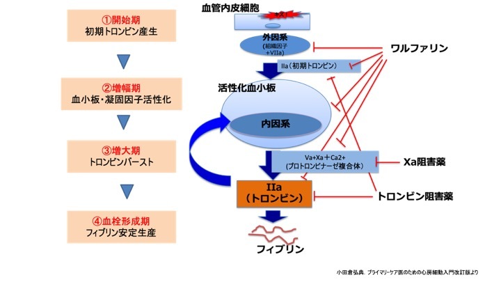 心房細動診療における思想と実践　この30年　2.1.1抗凝固療法（心房細動の生物医学モデル）_a0119856_16360810.jpeg
