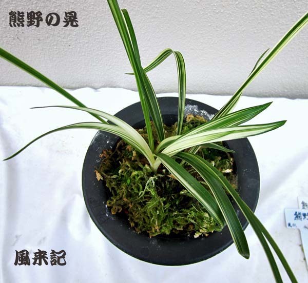 熊野の晃　　　　　　　　　　No.2118_d0103457_23414798.jpg