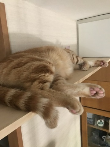 猛暑の日々_b0203758_14423048.jpg