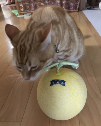 猛暑の日々_b0203758_14430866.jpg