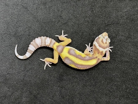 レオパ ベルアルビノストライプの販売 : 横浜の爬虫類専門店 | アクア