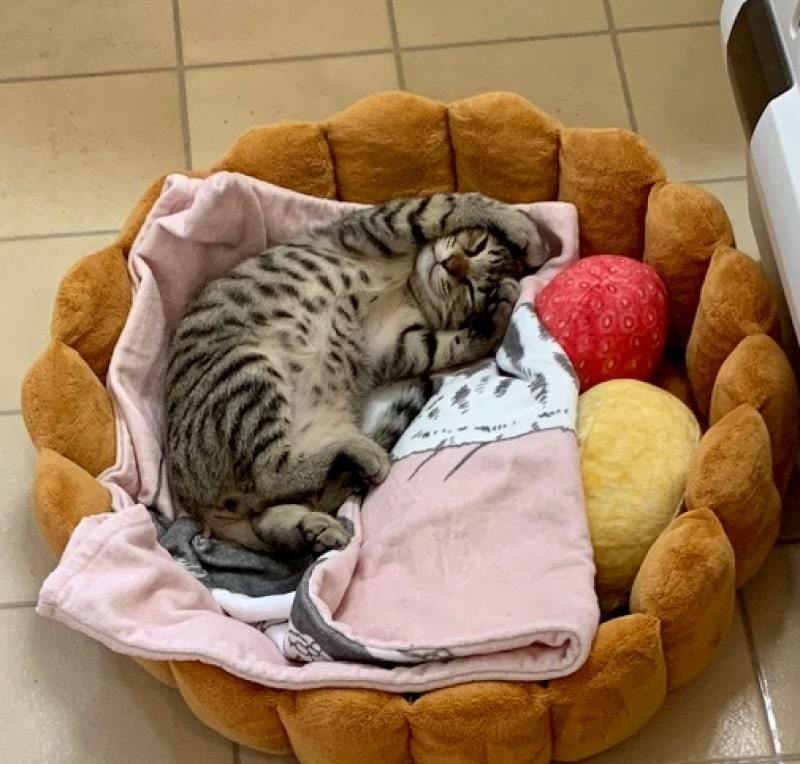 ねねこちゃん闘病記4「血液検査と謎の突起物」_d0118933_17415227.jpg