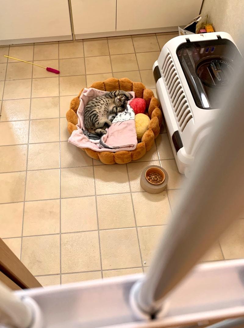 ねねこちゃん闘病記4「血液検査と謎の突起物」_d0118933_17415267.jpg