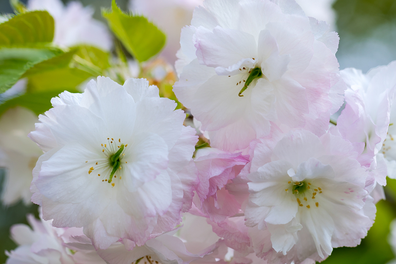 2021桜咲く京都　梅宮大社の普賢象と春の花々_f0155048_22100756.jpg