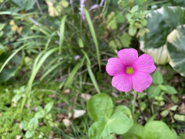 残暑厳しく。_a0394574_21123747.jpeg