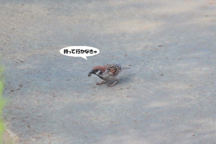 ママが幼鳥にゴハンをあげる瞬間_d0402280_12493426.jpg