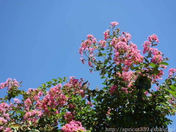 夏の終わりの芝生と植栽スペース シンプルで心地いい暮らし