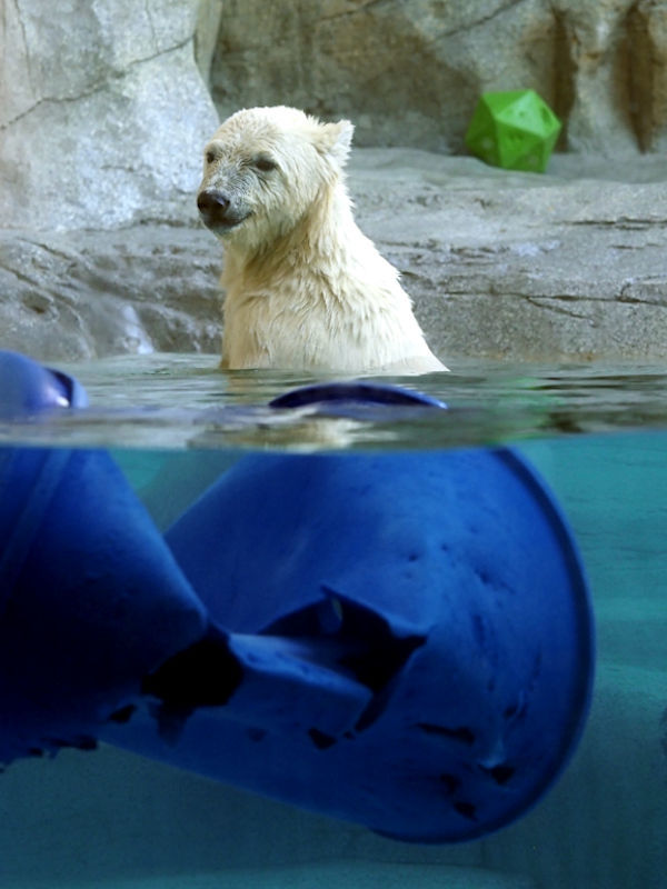 フブキとおもちゃ 動物園放浪記 フブキとおもちゃ 動物園放浪記