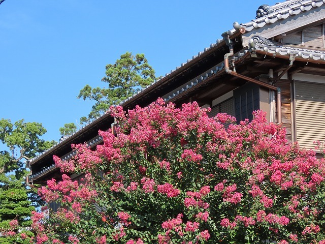 金剛寺の百日紅の花_e0321325_14355345.jpg