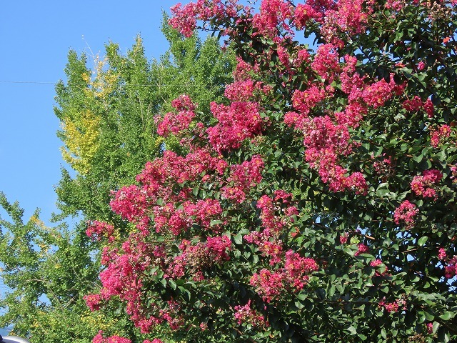 金剛寺の百日紅の花_e0321325_14362981.jpg