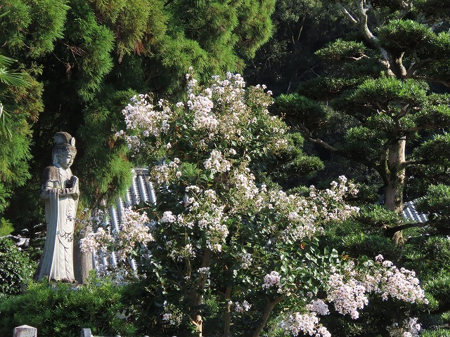 金剛寺の百日紅の花_e0321325_14374632.jpg