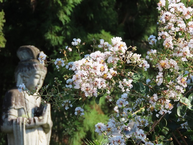 金剛寺の百日紅の花_e0321325_14380121.jpg