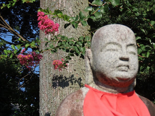 金剛寺の百日紅の花_e0321325_14401034.jpg
