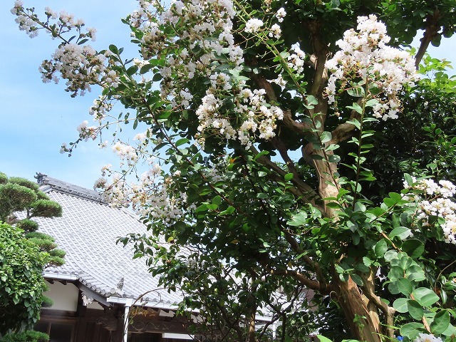 永昌寺の百日紅_e0321325_15014630.jpg