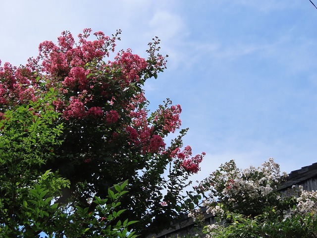 永昌寺の百日紅_e0321325_15022482.jpg