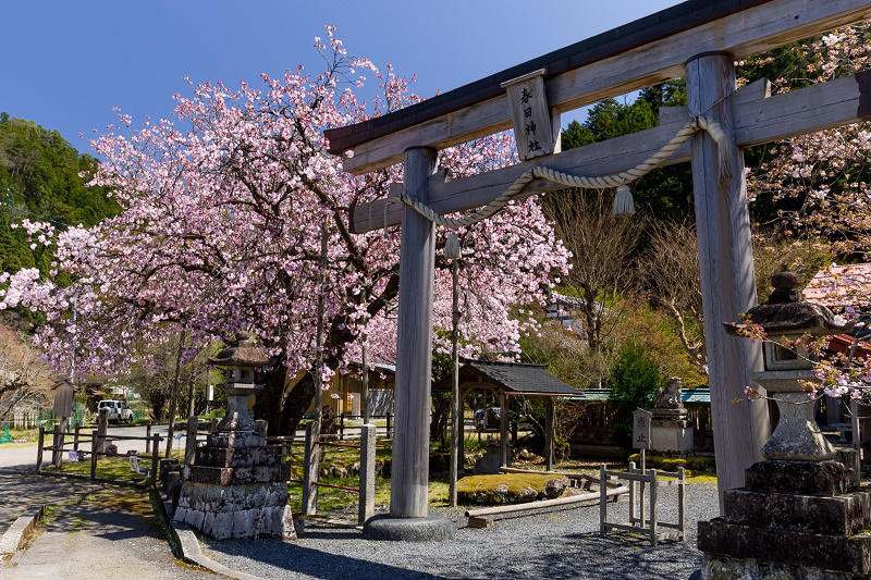 21桜咲く京都 京北 春日神社の黒田百年桜 花景色 K W C Photoblog 21桜咲く京都 京北 春日神社の黒田百年桜 花景色 K W C Photoblog
