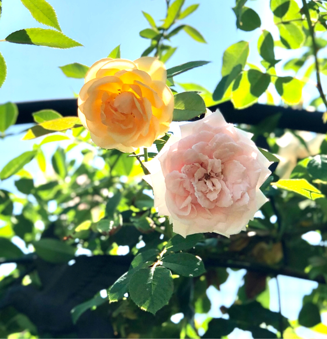 バラの葉に蜂の巣がs ﾟdﾟlll と 夏でも美しいクロッシェとメサージュドゥヨコハマ 薪割りマコのバラの庭