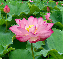 密教1842 【秋彼岸】_e0392772_17335173.jpeg